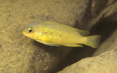 Tropheops sp. 'mauve yellow' Nkhata Bay